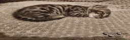 Bengal cats for sale: Rare Silver Charcoal Bengal Male Kitten 🐾 - Advert 8