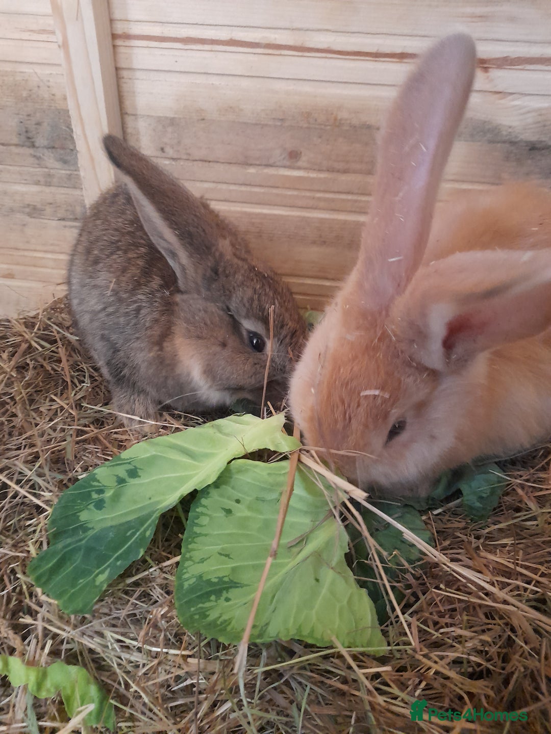 Continental Giant rabbits for sale: Beautiful Pure Continental Giant Babies - Advert 10