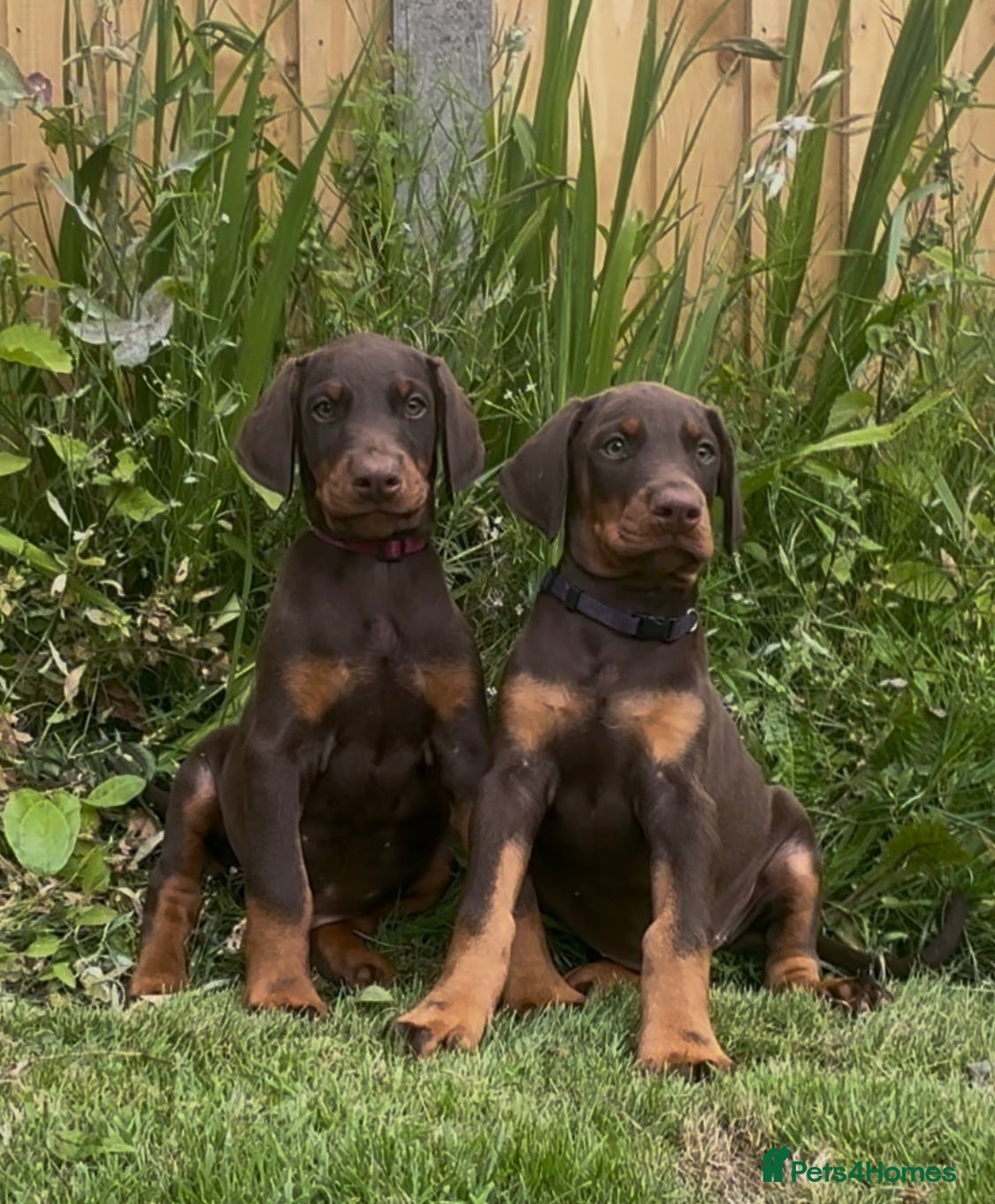 Dobermann dogs READY NOW MALE & FEMALE AVAILABLE  - Advert 1