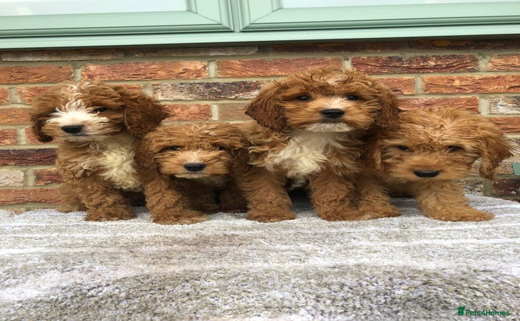 Cockapoo dogs - Advert 8