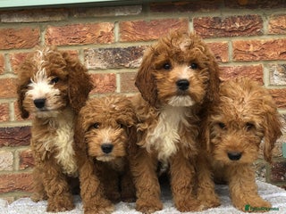 Cockapoo dogs - Advert 1