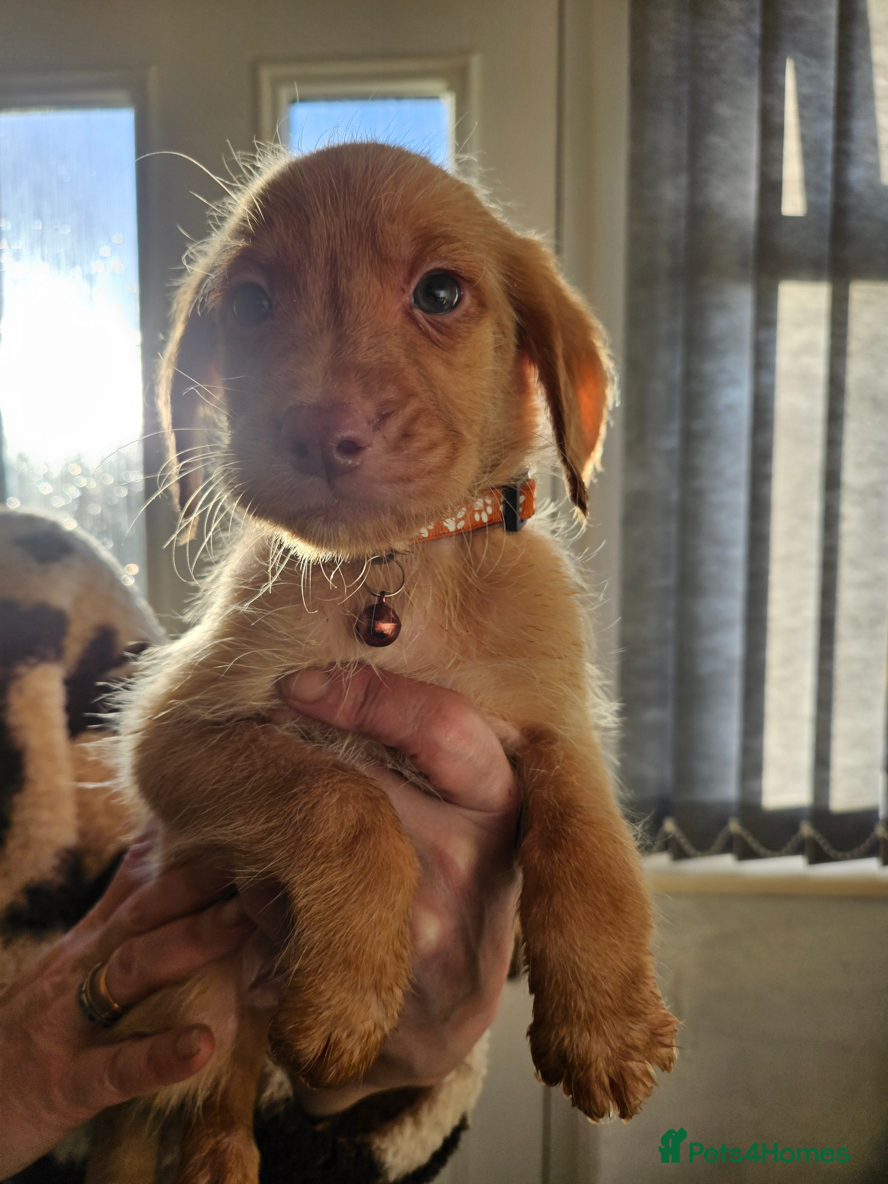 Labradoodle dogs 9 gorgeous labradoodles, red fox and cream - Advert 2