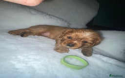 Cavalier King Charles Spaniel dogs for sale: Cavalier King Charles Spaniel Puppies - Image 7