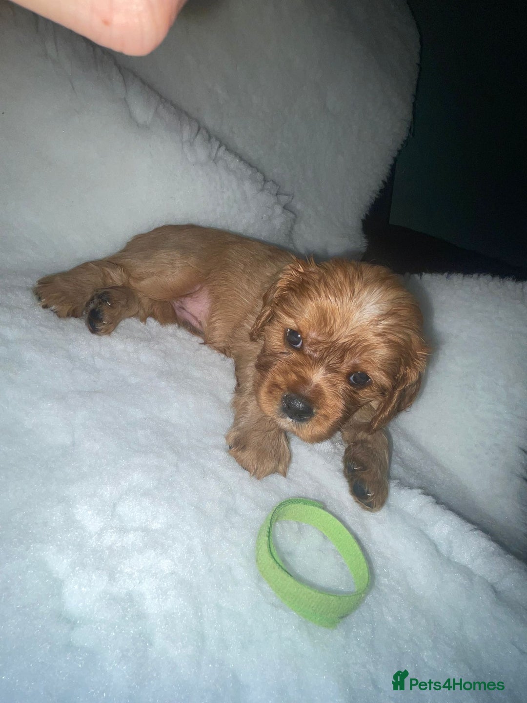 Cavalier King Charles Spaniel dogs for sale: Cavalier King Charles Spaniel Puppies - Image 7