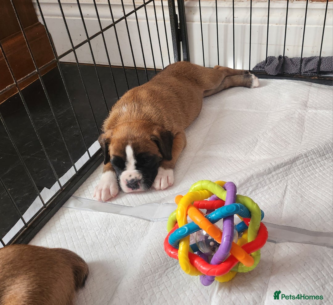 Boxer dogs for sale: 🌟🩷COI 0.5% KC REG BOBTAIL GIRL🩷🌟 - Image 32