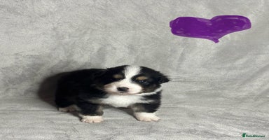 Australian Shepherd dogs - Advert 4