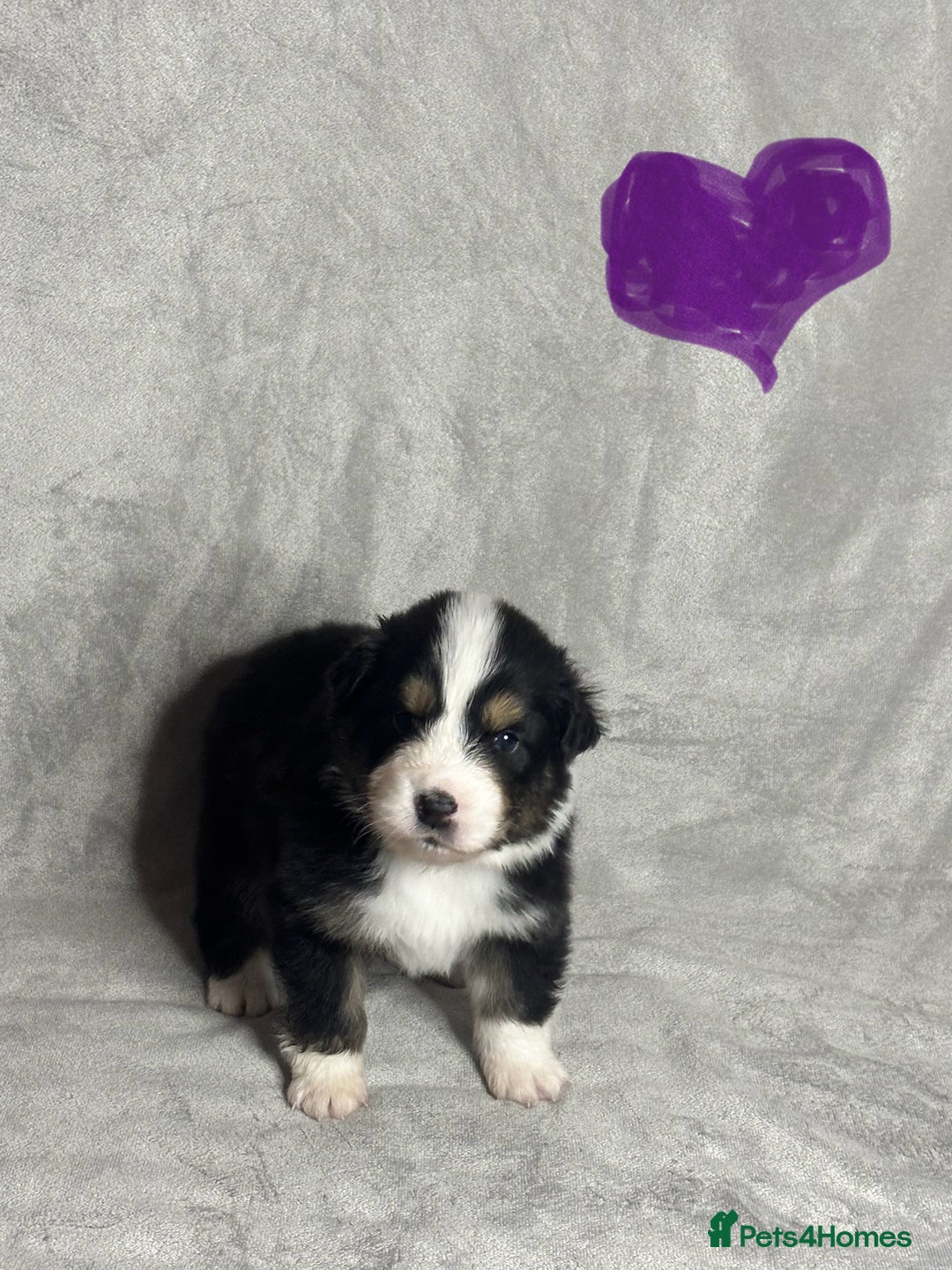 Australian Shepherd dogs for sale: KC registered Australian shepherd puppies  - Advert 20