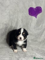 Australian Shepherd dogs - Advert 1