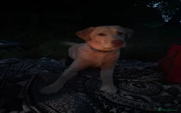 Labrador Retriever dogs for stud: Skippio is ready for stud ♥️ - Image 3