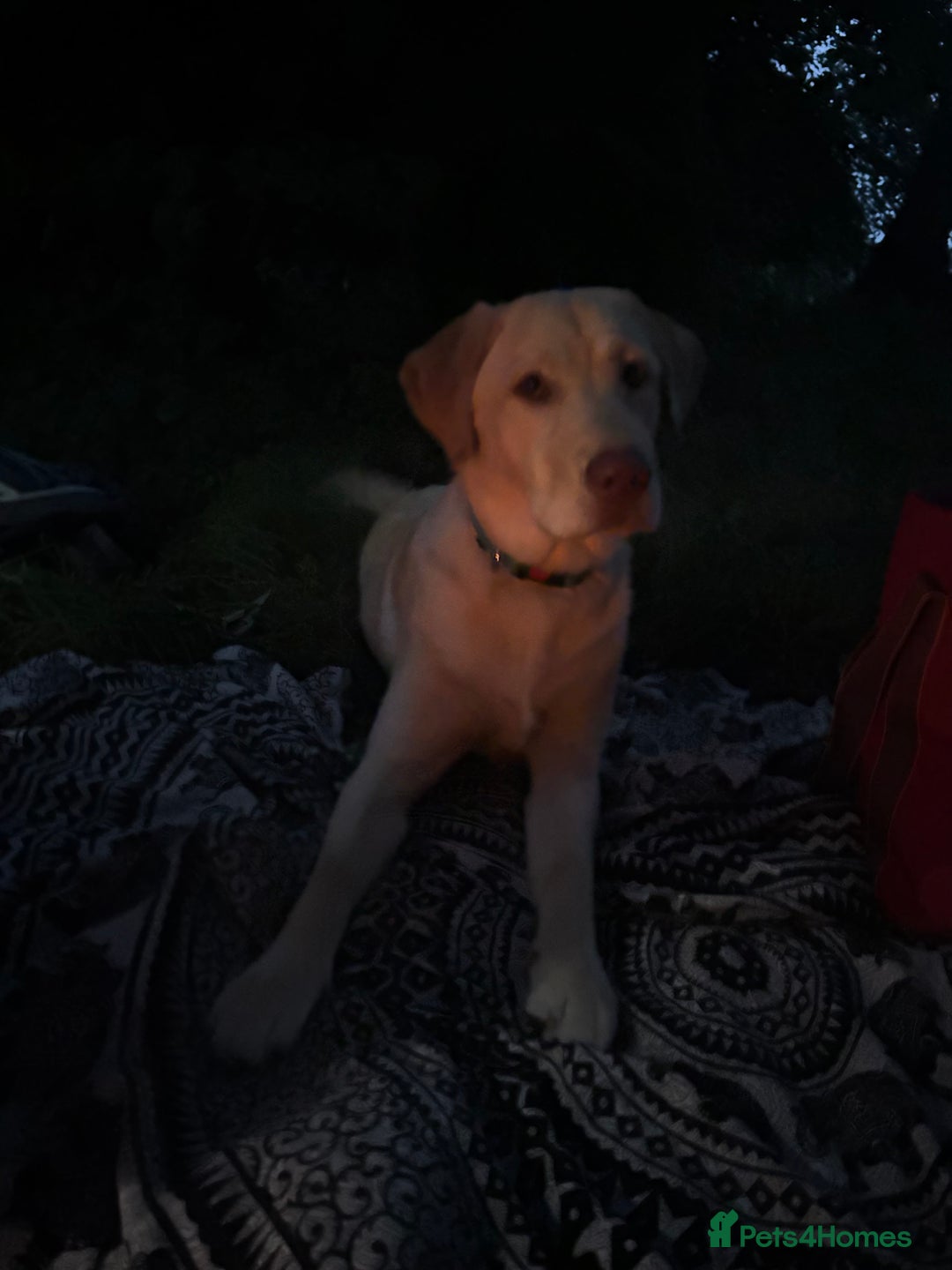 Labrador Retriever dogs for stud: Skippio is ready for stud ♥️ - Image 3