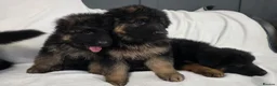 German Shepherd dogs for sale: Gorgeous German Shepherd Puppies For Sale - Advert 9