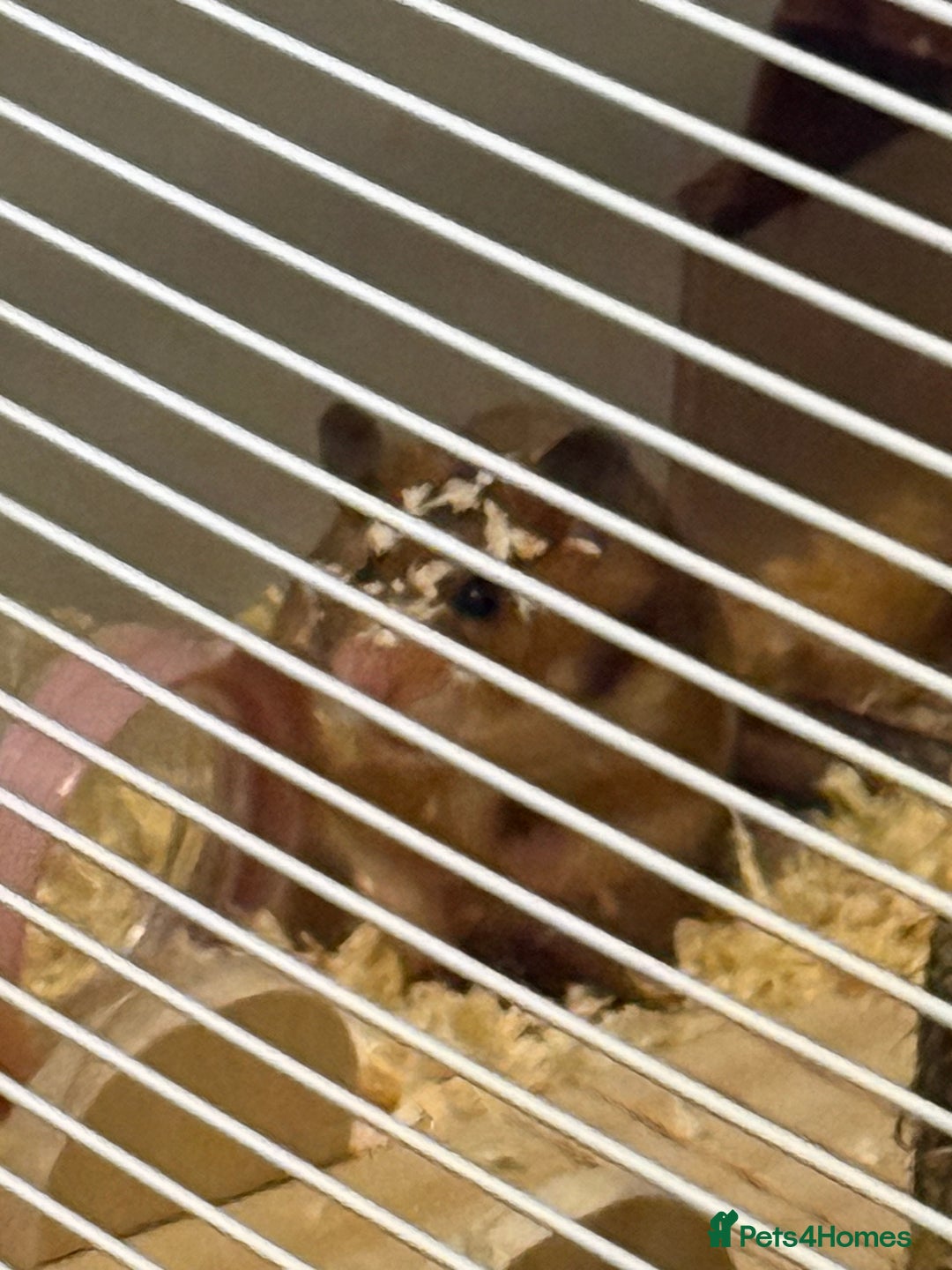 Hamster rodents for sale: Syrian hamster  - Advert 6