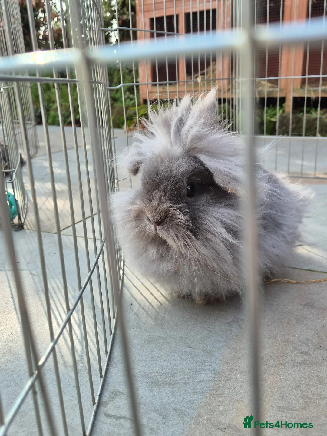Lionhead rabbits for sale: Pure bred lionhead rabbit in Worcester - Advert 2