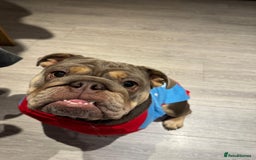 English Bulldog dogs for sale: BRITISH BULLDOG 2.5 years old. - Image 4