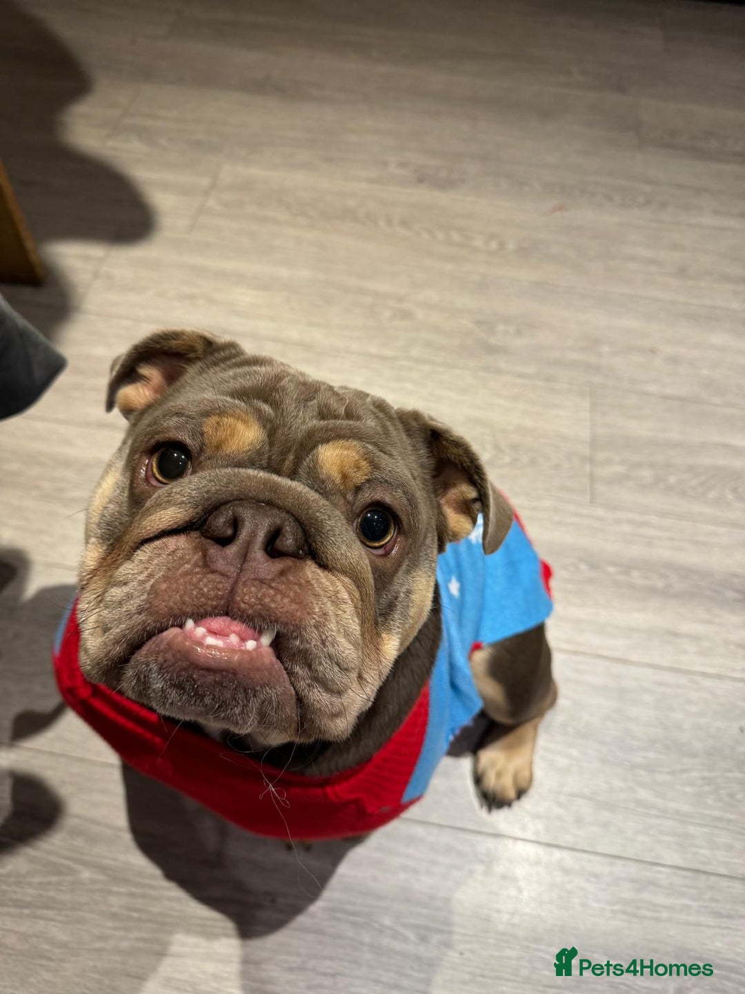 English Bulldog dogs for sale: BRITISH BULLDOG 2.5 years old. - Image 4