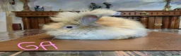 Angora rabbits for sale: Gorgeous Angora Rabbits, Pure Bred Full Faced. - Advert 12