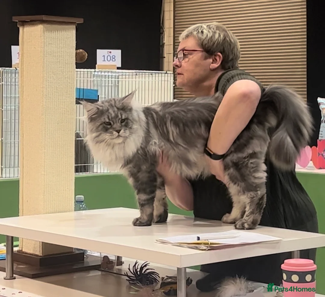 Maine Coon cats for stud: TICA champion and ICWW Maine Coon stud available  in Brighouse - Advert 12