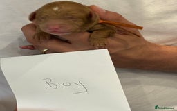 Cockapoo dogs for sale: Red, Chocolate and Merle Cockapoo Puppies - Image 9