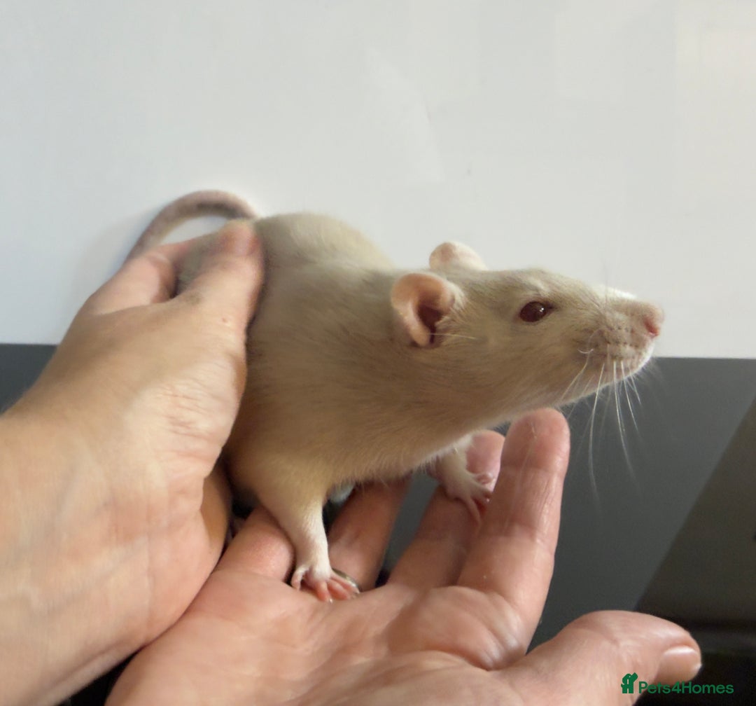 Rat rodents for sale: 2 x young and loving rats + cage + water bottle  - Image 8