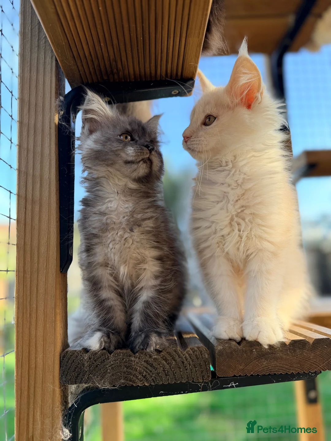 Maine Coon cats for sale: Pedigree Maine Coon Kittens - Advert 1