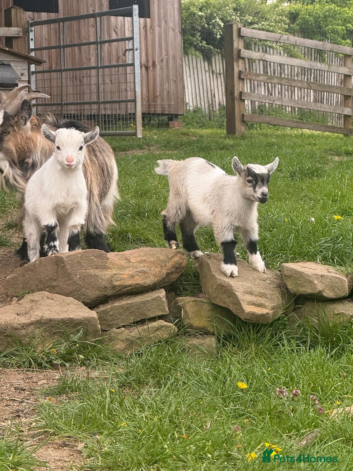 Goats livestock Pigmy goat twins - Advert 16