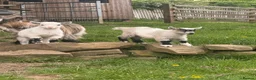 Goats livestock for sale: Pigmy goat twins - Advert 1