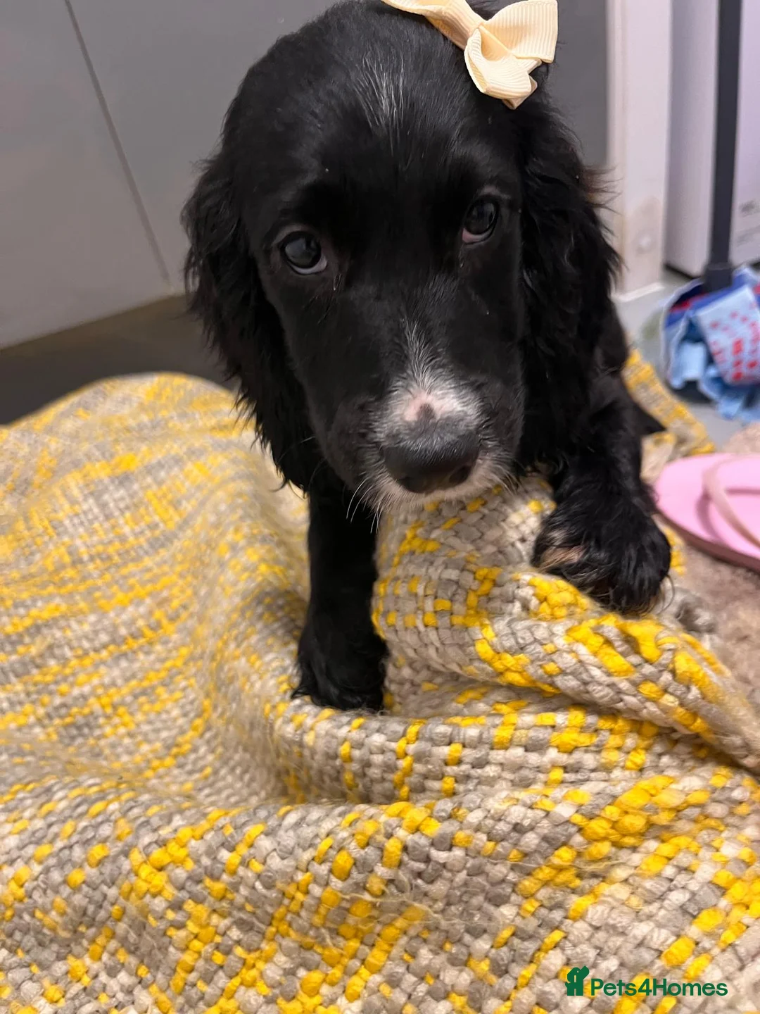 Cocker Spaniel dogs for sale: Beautiful cocker spaniel girls  - Advert 2
