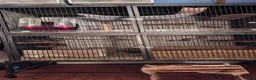 Degus rodents for sale: Female Degus - Advert 2