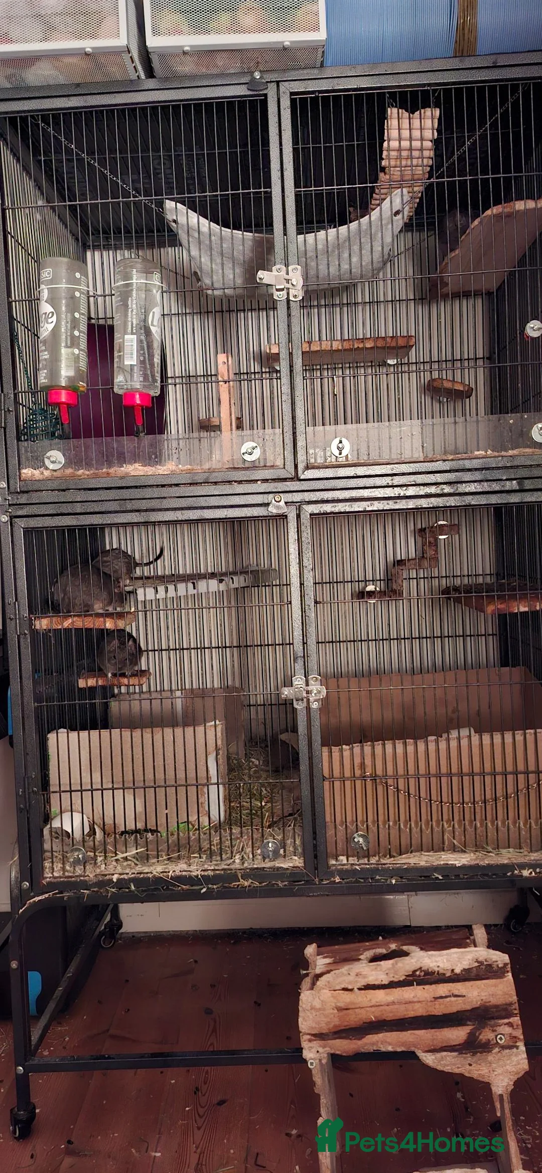 Degus rodents for sale: Female Degus - Advert 2