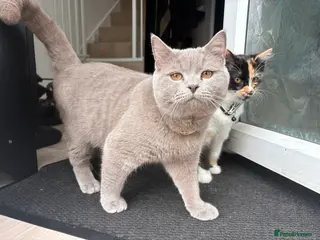 British Shorthair cats 9 month old lilac male - Advert 1