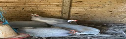 Guinea Fowl poultry for sale: Guinea fowl hatching eggs white lavender  - Advert 5