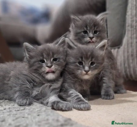 Maine Coon cats 🐾 Two Majestic Pedigree Maine Coon Kittens! 🏡 - Advert 1