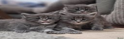 Maine Coon cats for sale: 🐾 Three Majestic Pedigree Maine Coon Kittens! 🏡 - Advert 1