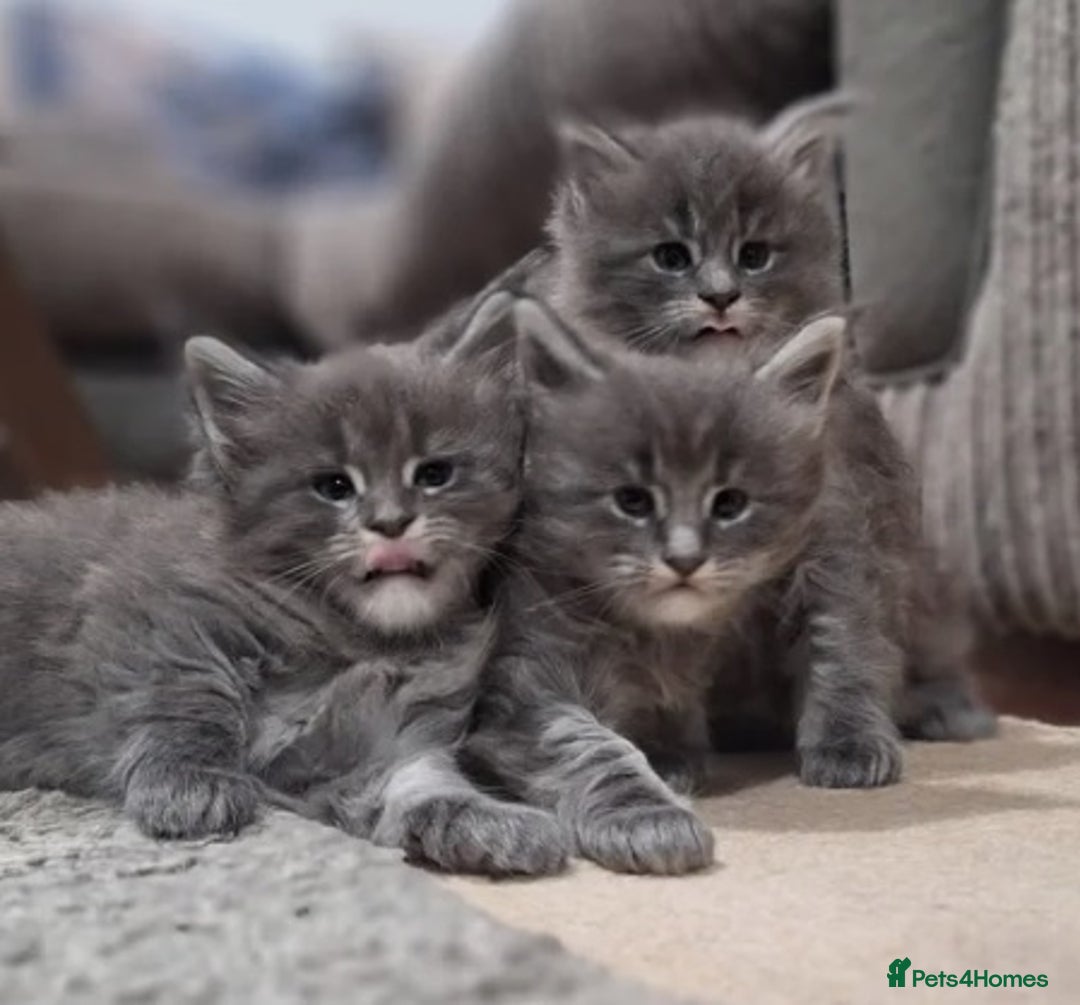 Maine Coon cats for sale: 🐾 Three Majestic Pedigree Maine Coon Kittens! 🏡 - Advert 1