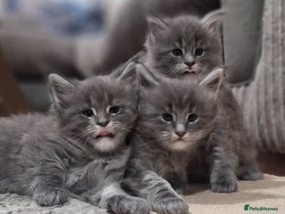 Maine Coon cats 🐾 Three Majestic Pedigree Maine Coon Kittens! 🏡 - Advert 4