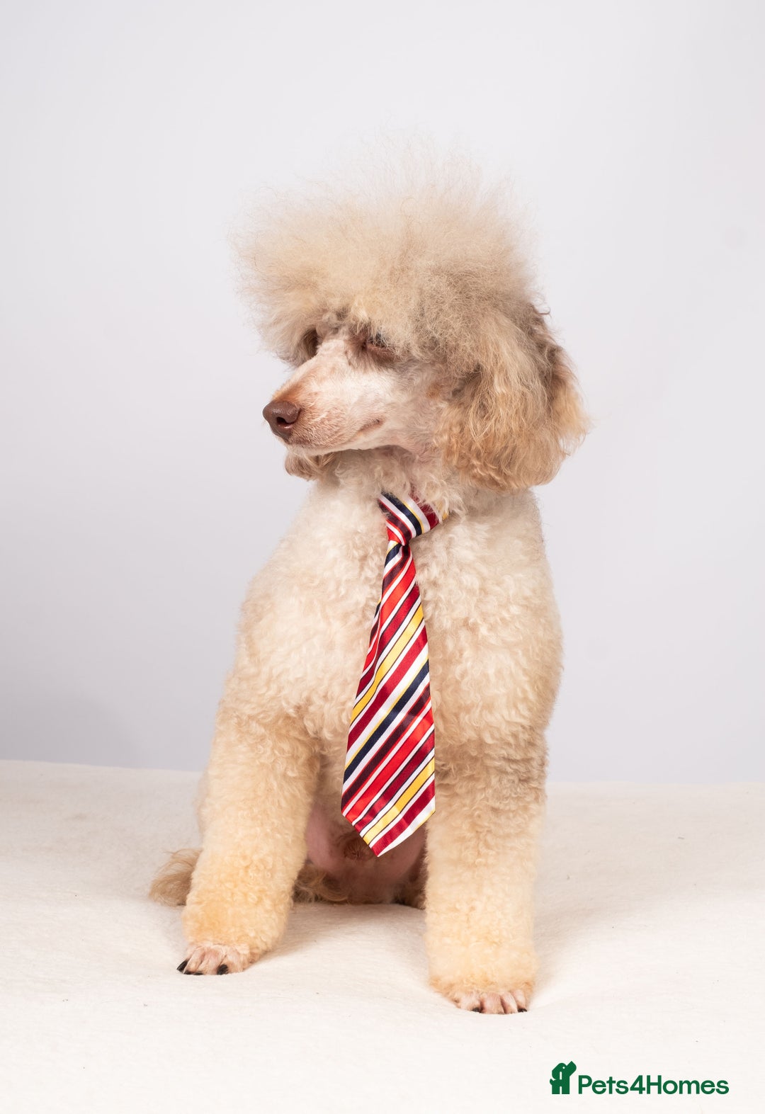Toy Poodle dogs for stud: EXTENSIVELY HEALTH TESTED POODLE STUD - Image 3