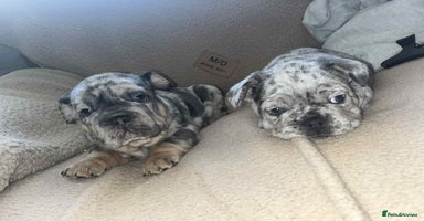 French Bulldog dogs - Advert 4