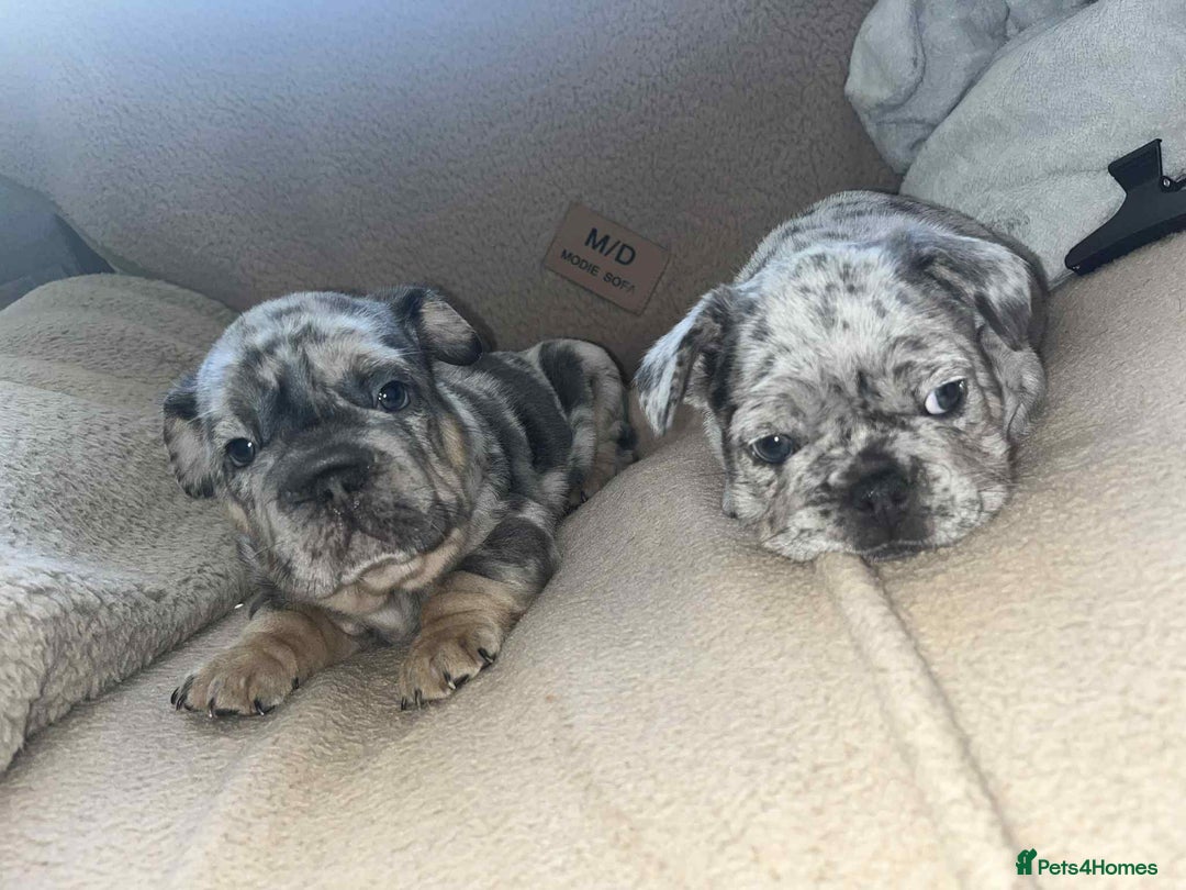 French Bulldog dogs for sale: Only 3 boys left, 5⭐️KC frenchies carrying fluffy  - Image 6