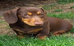 Dachshund dogs for sale: Quality miniture dachshund forSale Ready now  - Image 8