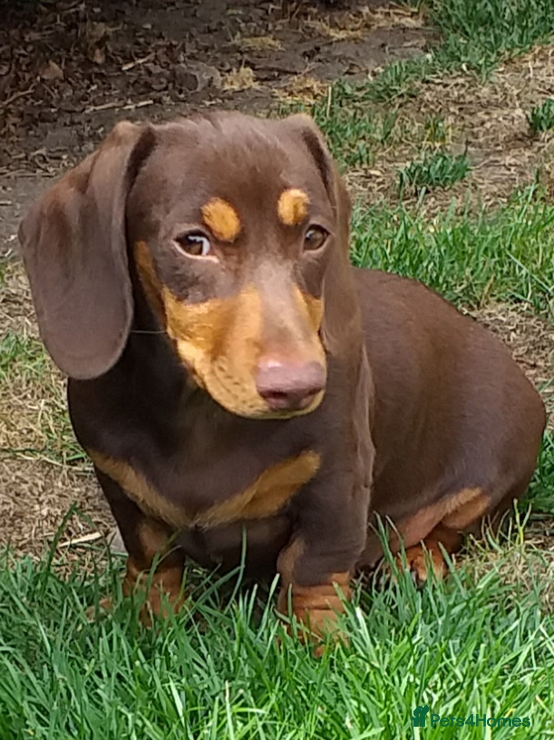 Dachshund dogs for sale: Quality miniture dachshund forSale Ready now  - Image 8