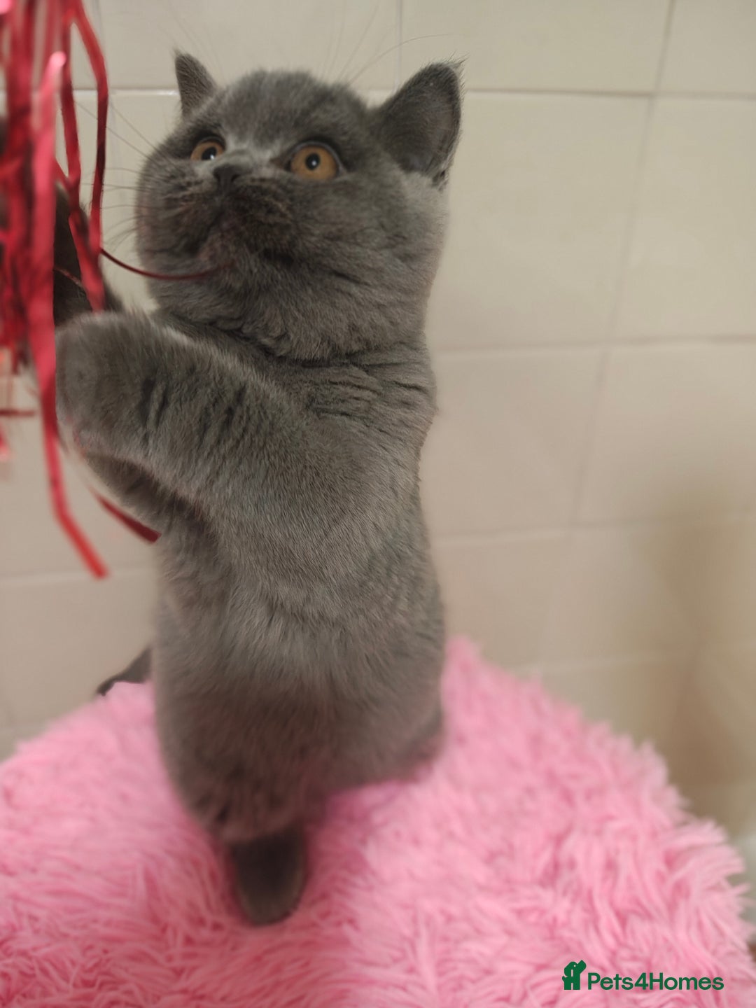 British Shorthair cats for sale: Last blue girl  BSH TICA  registered  - Advert 40