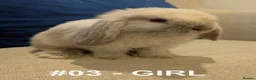 Mini Lop rabbits for sale: Exceptional Mini-Lops. Collect: Sun 16th August - Advert 11