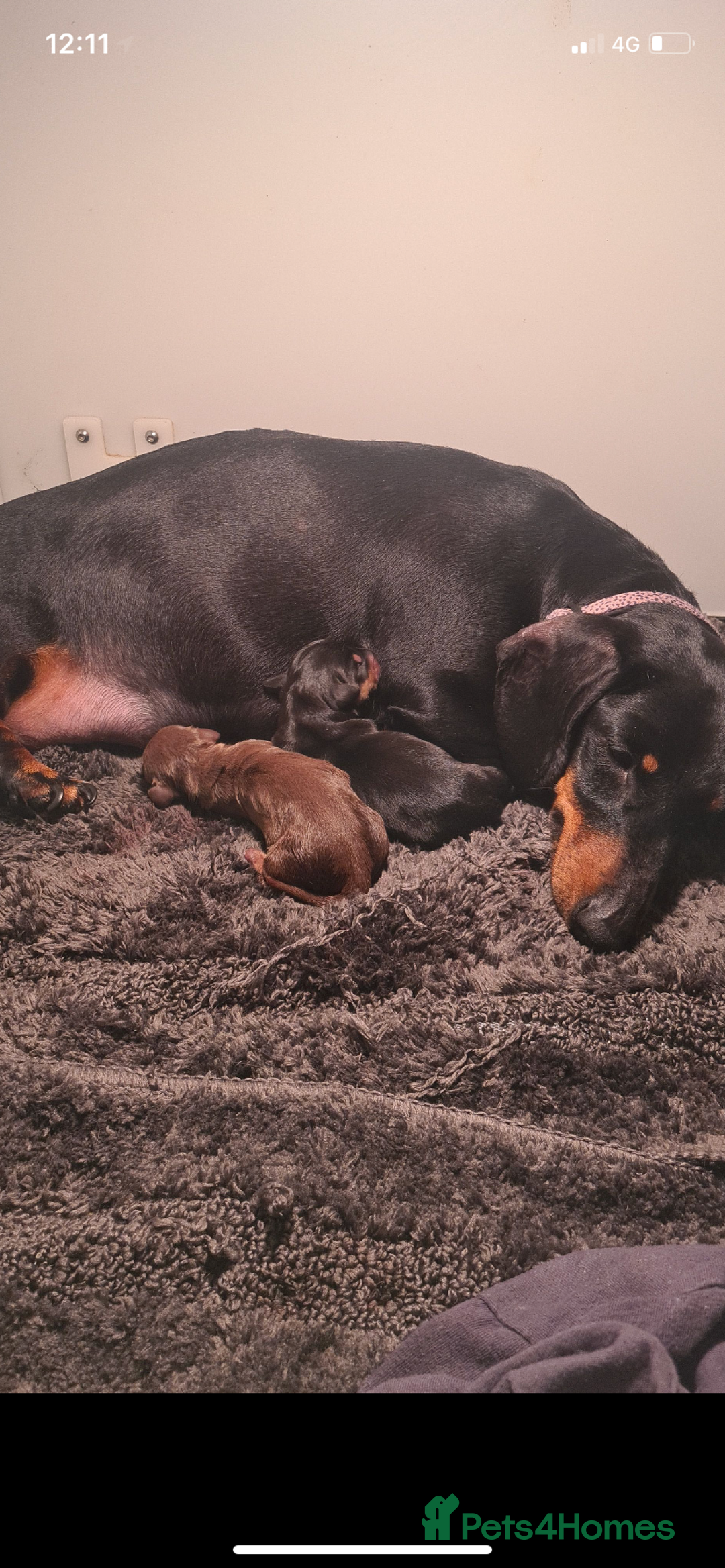 Miniature Dachshund dogs for sale: Miniature dachshund  - Image 7