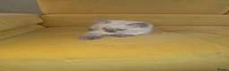 Ragdoll cats for sale: Ragdoll blue girl in Gloucester - Advert 4