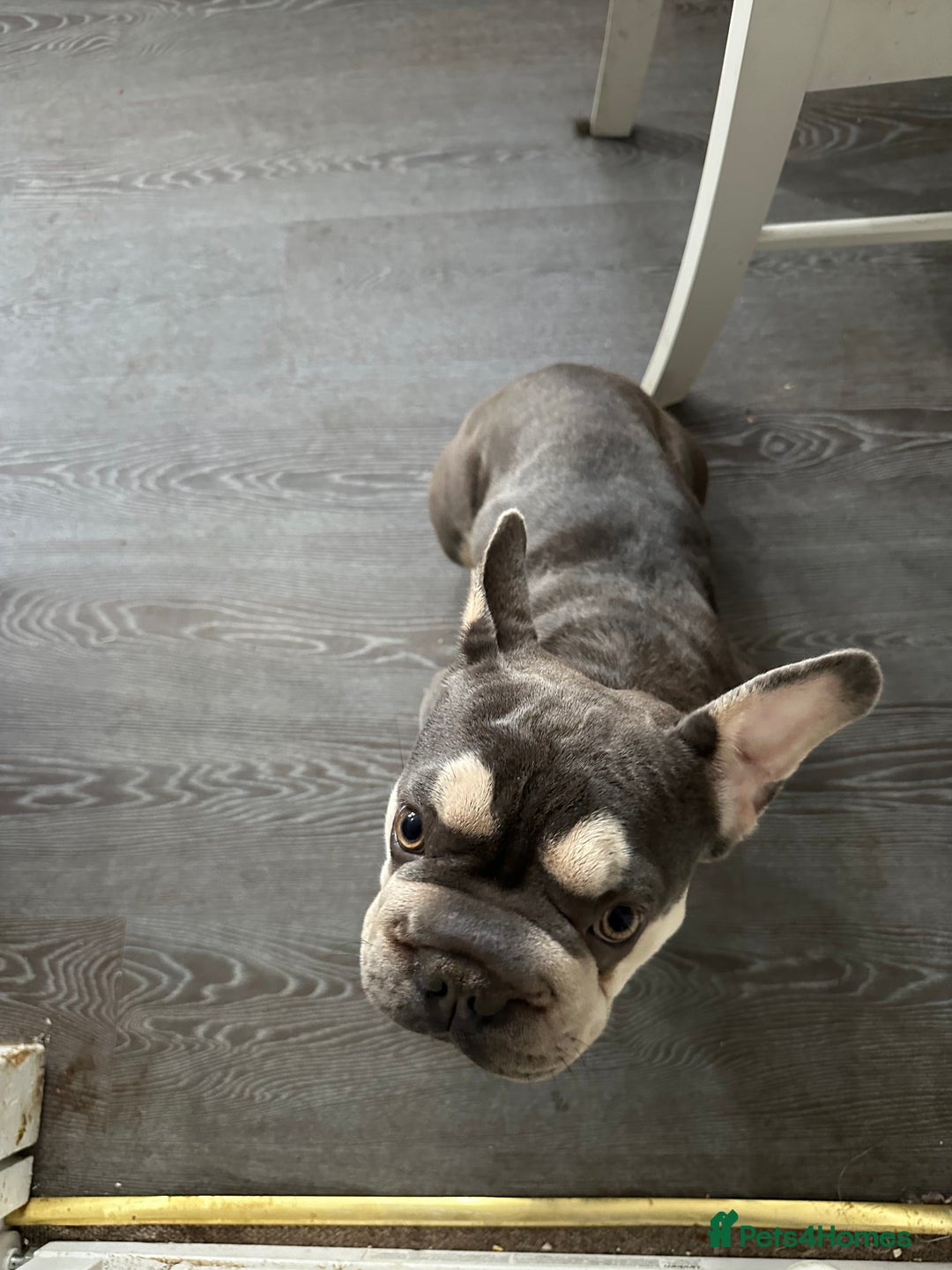 French Bulldog dogs for sale: Female Frenchbull dog just turnone open to offers  - Image 2