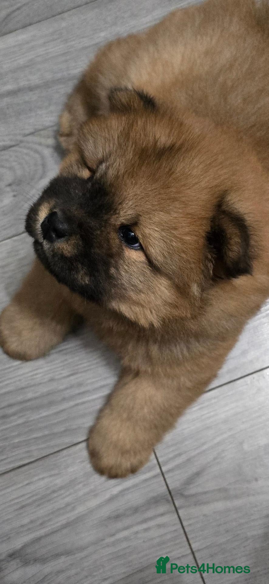 Chow Chow dogs for sale: KC Chowchow puppies - Advert 2