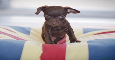 Patterdale Terrier dogs 5⭐️RATED LICENSED AND REGISTERED  - Advert 12