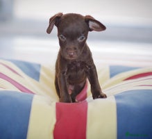 Patterdale Terrier dogs 5⭐️RATED LICENSED AND REGISTERED - Advert 4