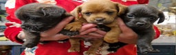Mixed Breed dogs for sale: Adorable whoopsy babies - Advert 4
