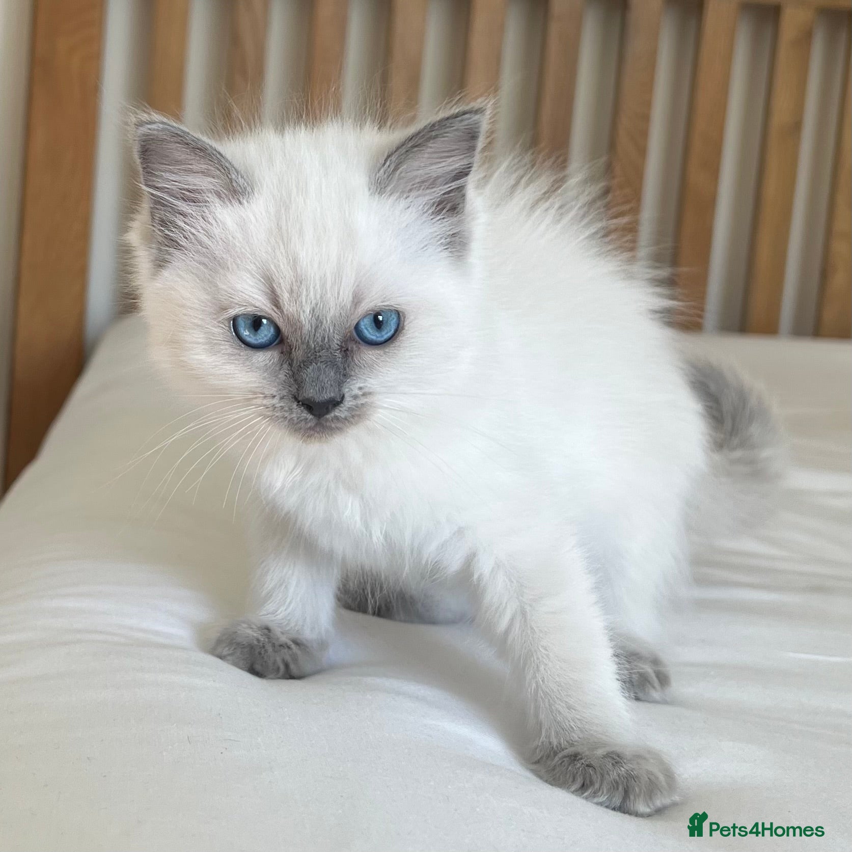 Ragdoll cats for sale: Beautiful blue pure ragdoll kittens - Advert 6